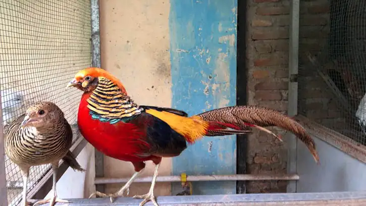 Mitos dan Fakta Seputar Ayam Hias di Indonesia
